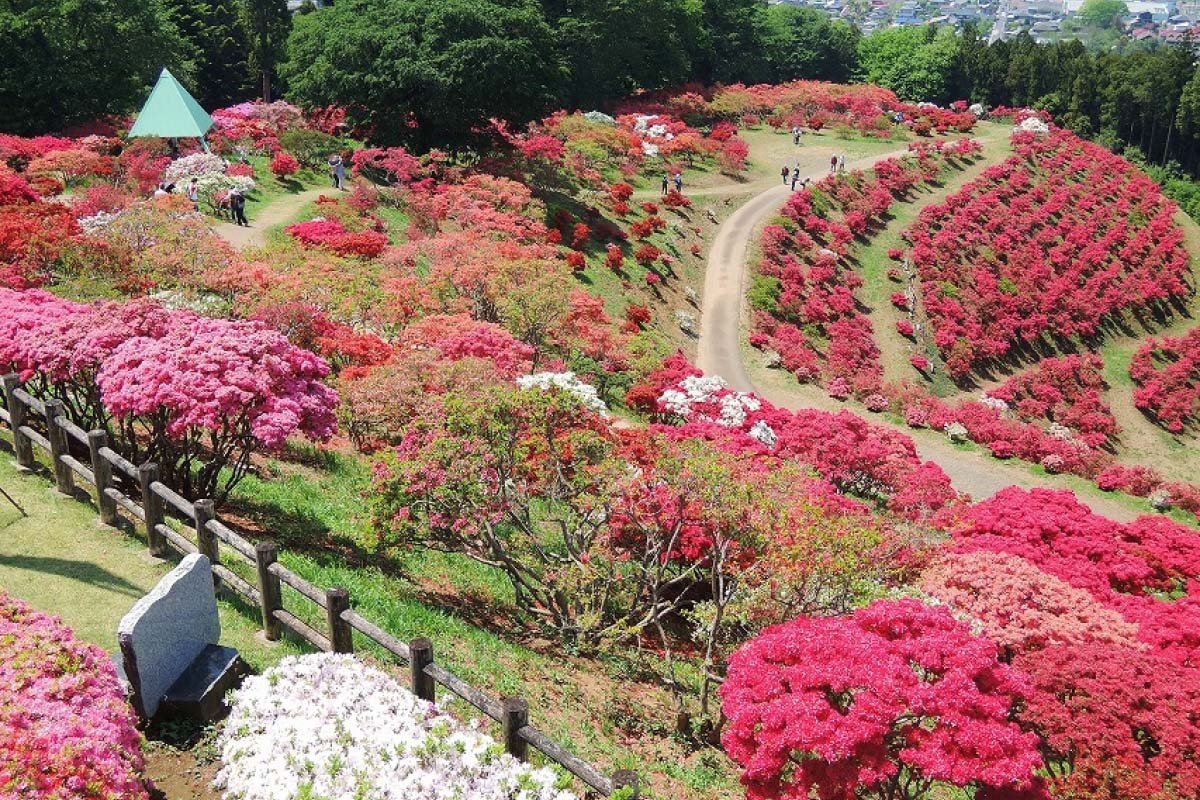 🌸 카사마 철쭉 공원(카사마 츠츠지 코엔) 이미지 6